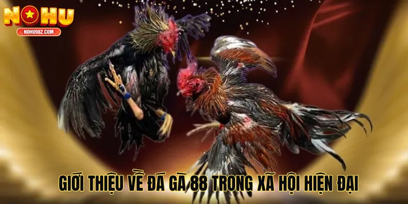 Giới thiệu về đá gà 88 trong xã hội hiện đại