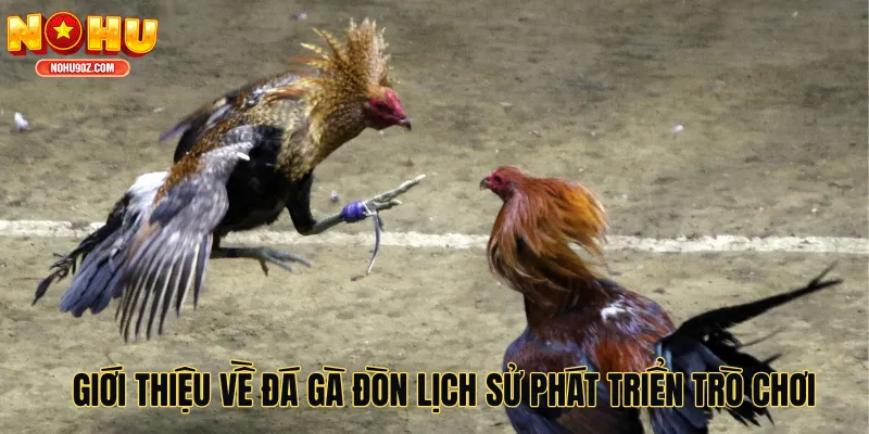 Giới thiệu về đá gà đòn lịch sử phát triển trò chơi
