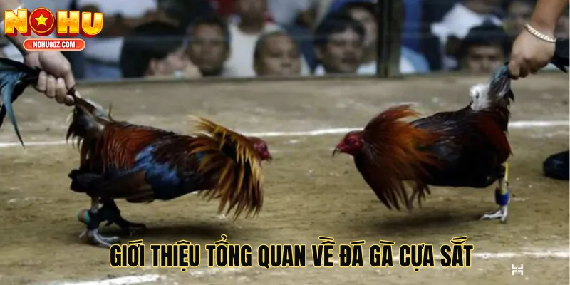 Giới thiệu tổng quan về đá gà cựa sắt