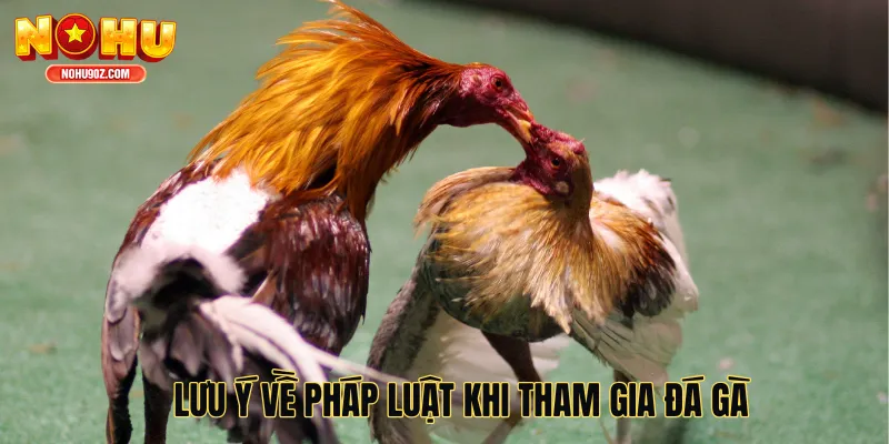 Lưu ý về pháp luật khi tham gia đá gà